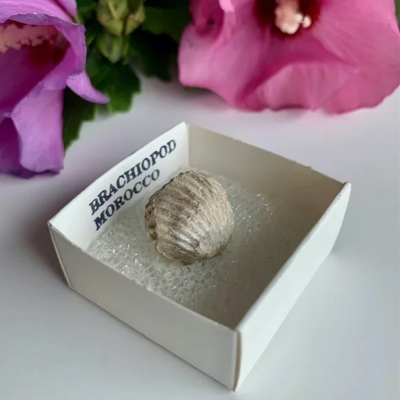 Brachiopod Shell Fossil Both Sides Fossilized Lamp Shells 100 Million Years Old - Picture 3 of 6